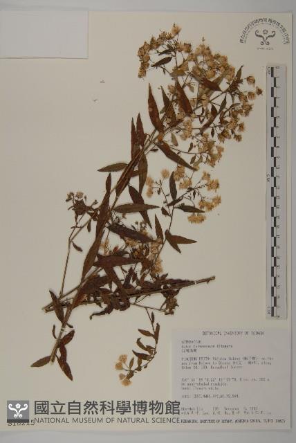 臺灣馬蘭藏品圖，第1張