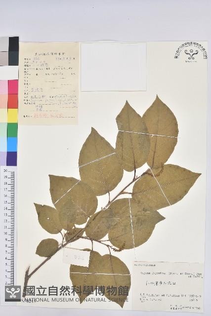 白木烏臼藏品圖，第1張