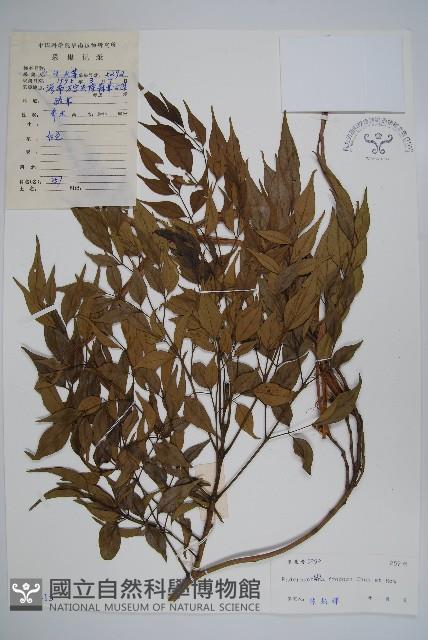 美葉菜豆樹藏品圖，第1張