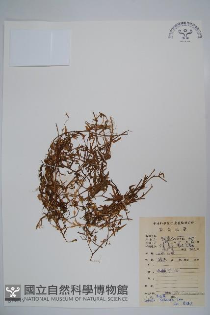 半邊蓮、鐮磨仔草藏品圖，第1張