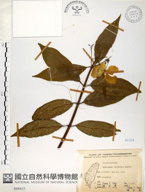 華八仙藏品圖，第1張