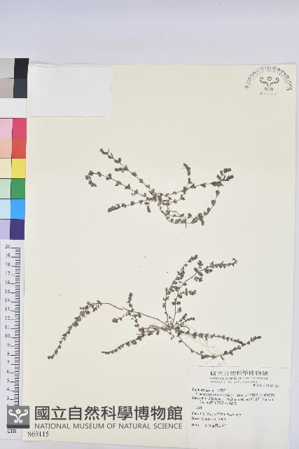 千根草藏品圖，第1張