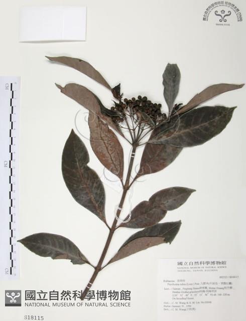 九節木、牛屎烏、青龍吐霧藏品圖，第1張