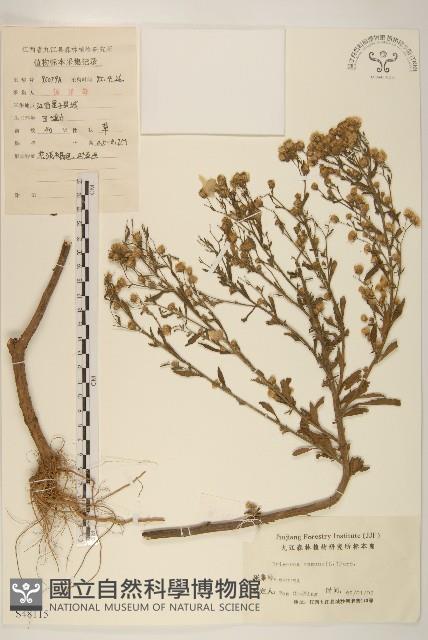 白頂飛蓬藏品圖，第1張