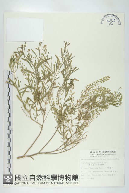 獨行菜藏品圖，第1張