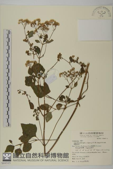 假藿香薊藏品圖，第1張