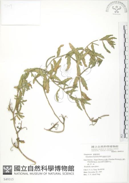 裂葉月見草藏品圖，第1張