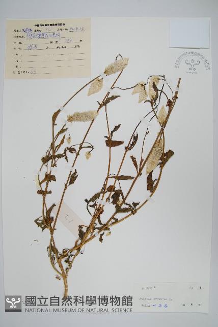 青葙藏品圖，第1張