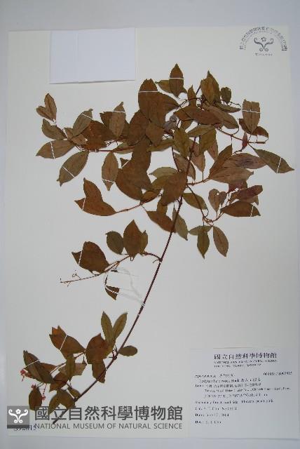 酸藤藏品圖，第1張