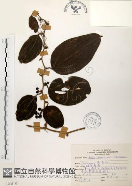 糙莖菝契藏品圖，第1張