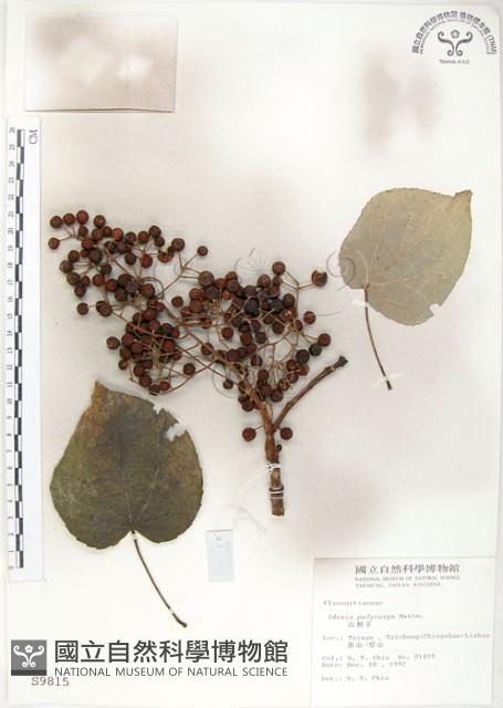 山桐子藏品圖，第1張