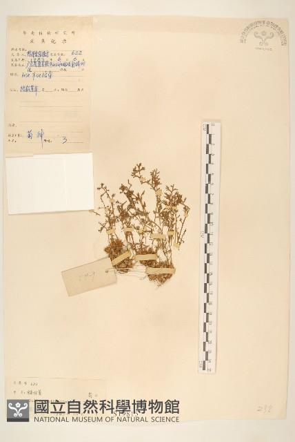 假吐金菊藏品圖，第1張