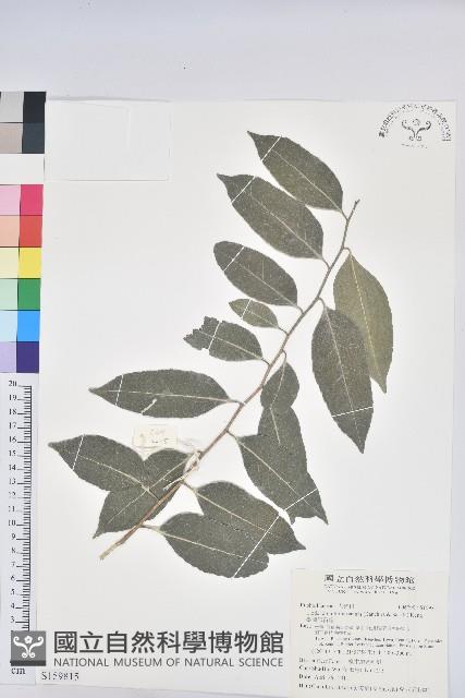 臺灣假黃楊藏品圖，第1張