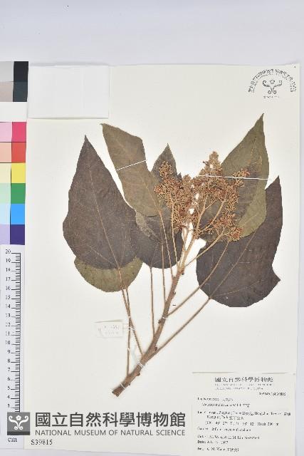 石栗藏品圖，第1張