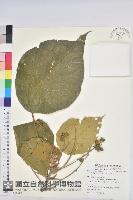 波葉山螞蝗藏品圖，第1張