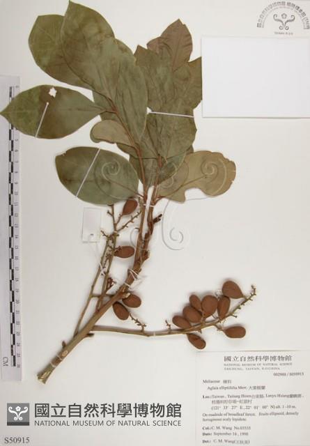 大葉樹蘭藏品圖，第1張