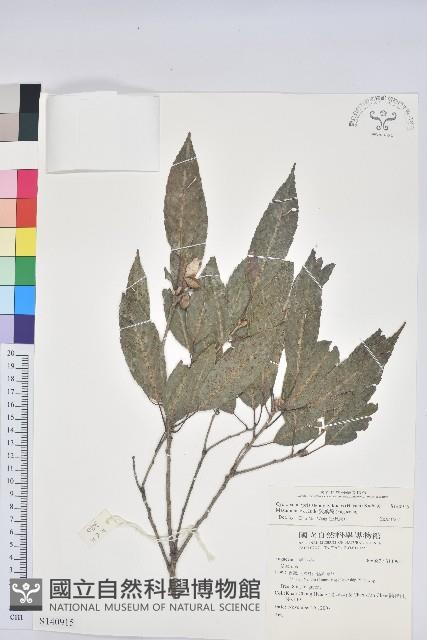 狹葉櫟藏品圖，第1張