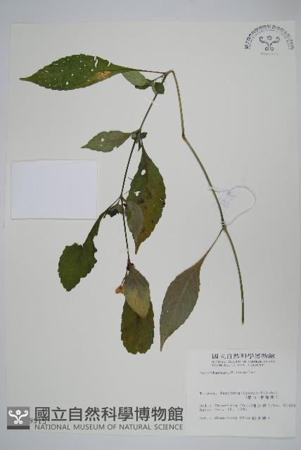 登錄號:S009915藏品圖，第1張