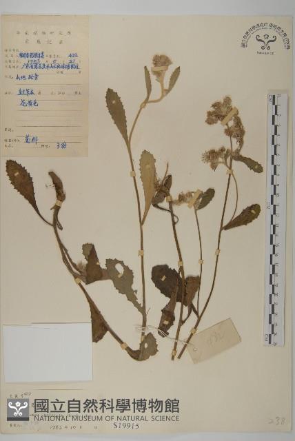 裂葉艾納香藏品圖，第1張