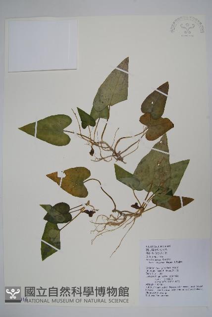 上花細辛藏品圖，第1張