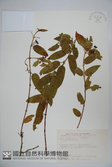 阿里山忍冬、漸尖葉忍冬藏品圖，第1張