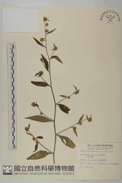 黃金珠藏品圖，第1張