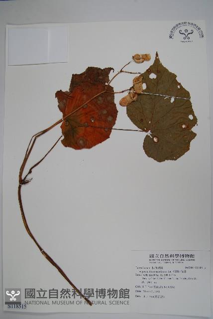 溪頭秋海棠藏品圖，第1張