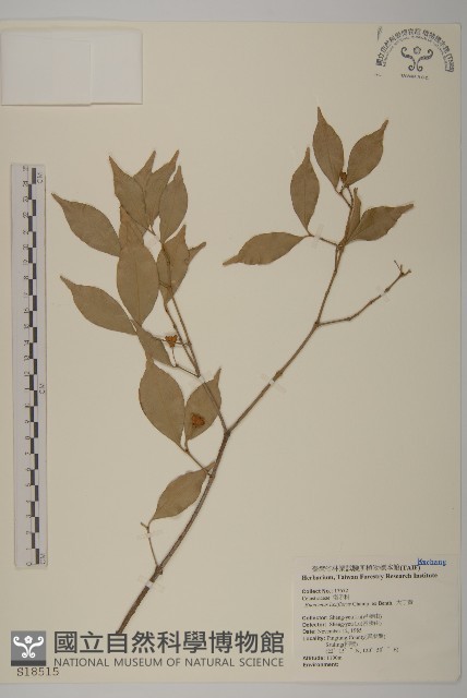 大丁黃藏品圖，第1張