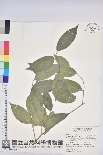 交力坪鐵色藏品圖，第1張