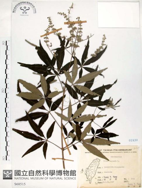 黃荊藏品圖，第1張