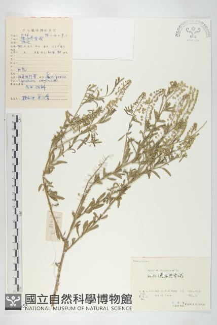 獨行菜藏品圖，第1張