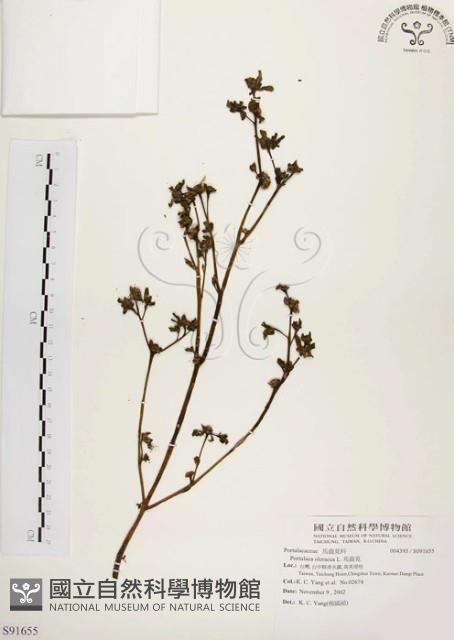 馬齒莧藏品圖，第1張