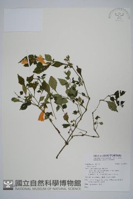 曲莖馬藍藏品圖，第1張