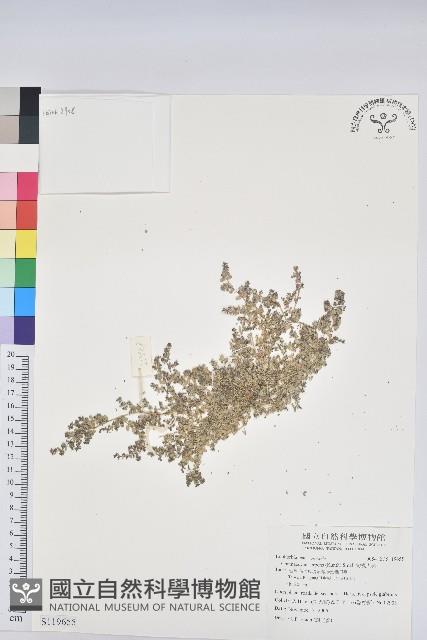 匐根大戟藏品圖，第1張