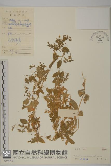 牛繁縷藏品圖，第1張