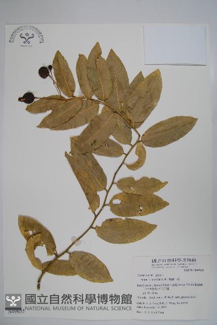 蘭嶼山柑藏品圖，第1張