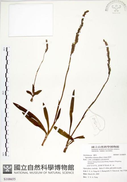 綬草藏品圖，第1張