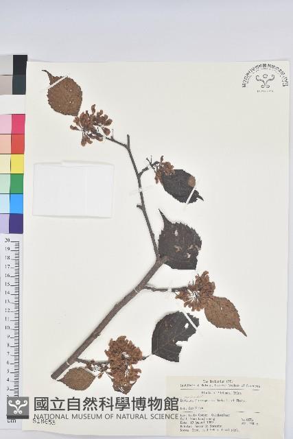 領春木藏品圖，第1張