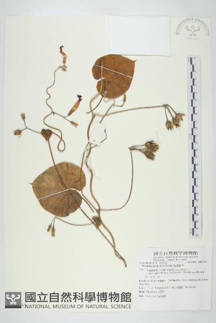 裂葉牽牛藏品圖，第1張