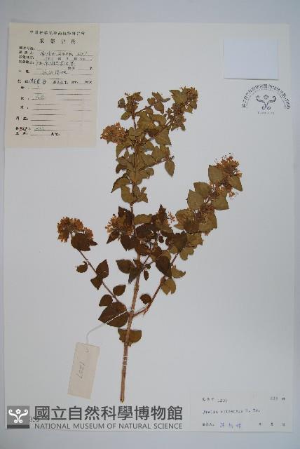 臺灣糯米條藏品圖，第1張