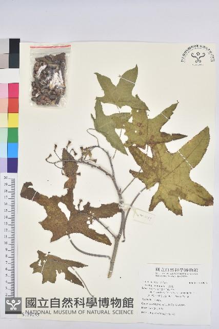 蓖麻藏品圖，第1張