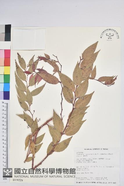 白珠樹藏品圖，第1張