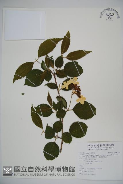 臺灣蝴蝶戲珠花、臺灣蝴蝶花藏品圖，第1張