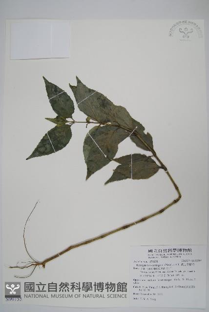 直立半插花藏品圖，第1張