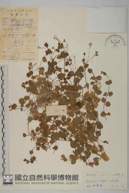 荷蓮豆藏品圖，第1張