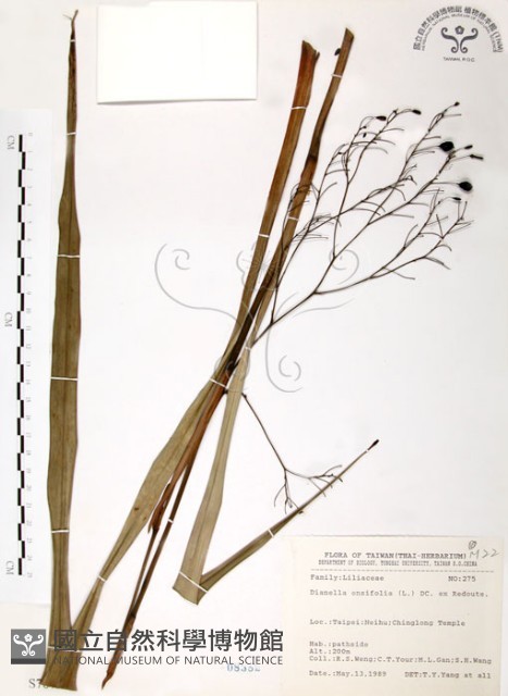 桔梗蘭藏品圖，第1張