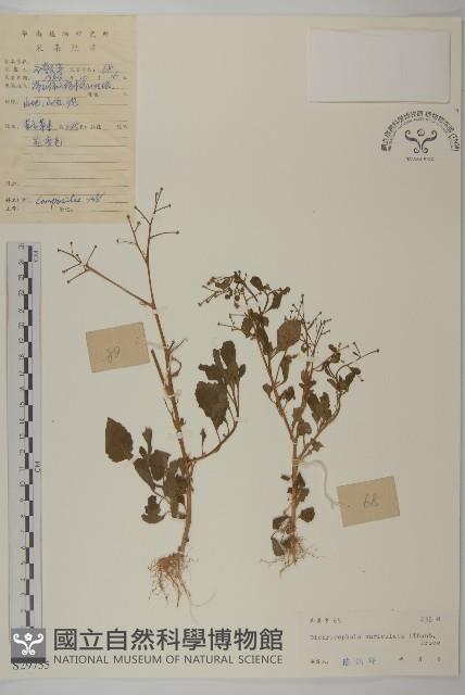 魚眼菊藏品圖，第1張