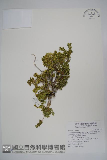 太魯閣黃楊藏品圖，第1張