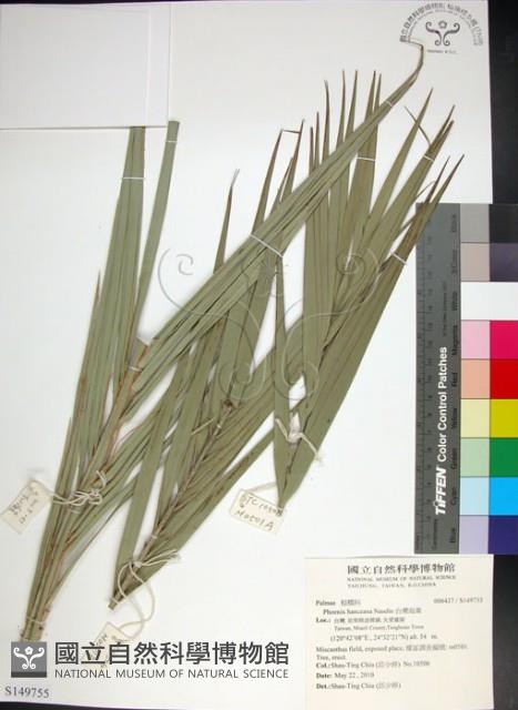 台灣海棗藏品圖，第1張