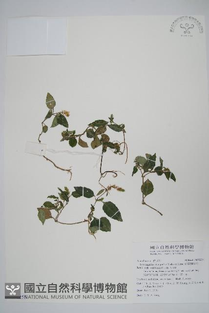 卵葉鱗球花藏品圖，第1張